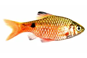 ברבון (ג׳רבידה)