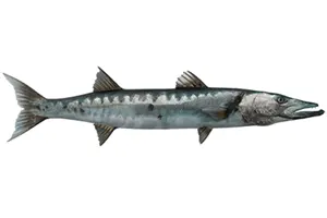 מליטה ים תיכונית