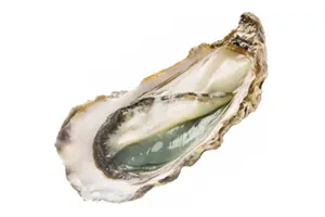 אויסטר ברטן