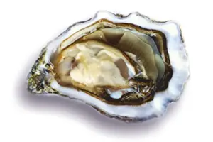 אויסטר ג׳ילרדו