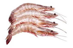 שרימפס ג׳מבו