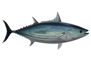 פלמידה שחורה