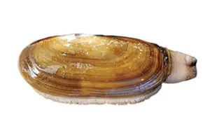 צדפות תעד רייזר