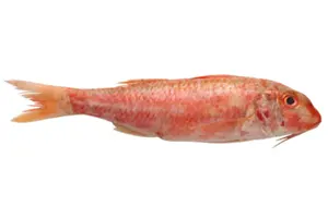 ברבוניה (מולית)