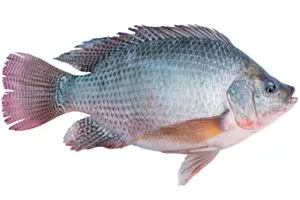 אמנון (מושט)