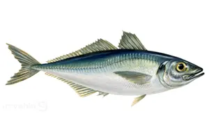 טרחון (טרולוס)