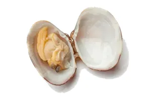 צדפות וונגולי